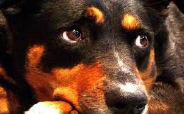Vigilância Ambiental resgata um cão com suspeita de maus-tratos em São Maunel