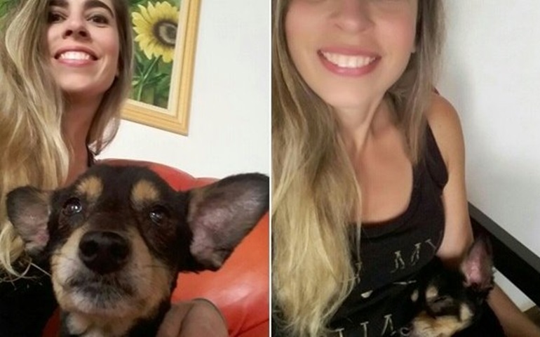 Dona acha cão perdido depois de 6 anos após ver foto na web: 'Milagre'