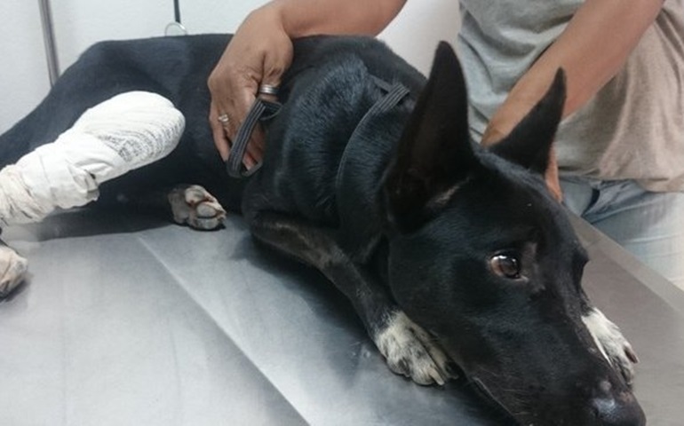 Batizado de Guareí, cão jogado por portão de ONG está com a pata ferida