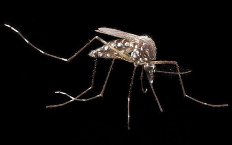 Aedes resistente ao vírus da dengue é criado por pesquisadores dos EUA