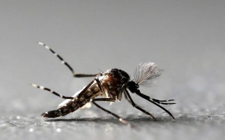 Medo do Aedes faz venda de repelente disparar e impulsiona novos negócios