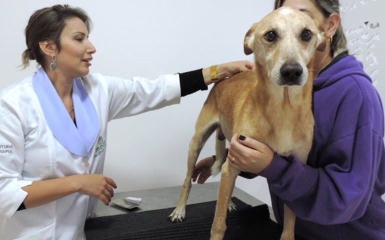 Acupuntura com eletroestimulação e até implante de ouro ajuda a aliviar dores nos animais