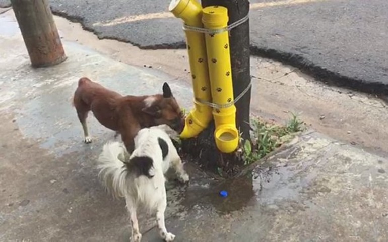 Comerciante instala dispositivo com comida e água de graça para animais de rua, e ação viraliza