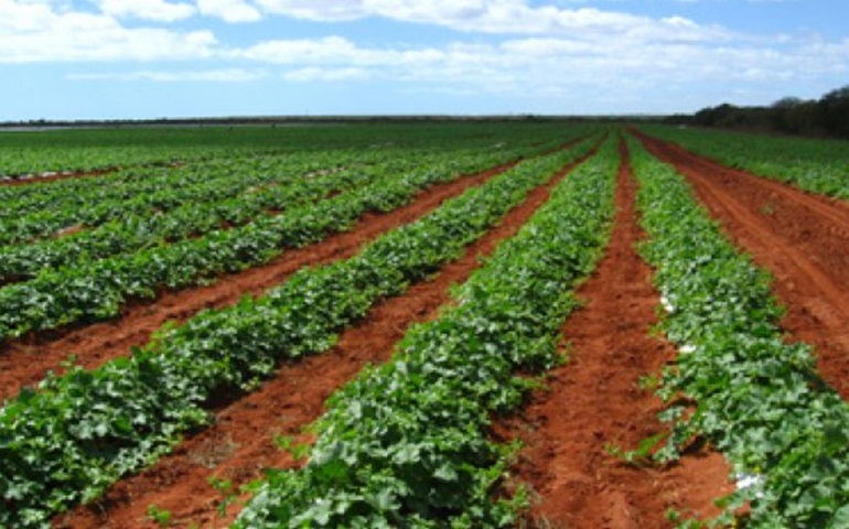 Processo pode fazer agrícola de Avaré pagar até R$ 5 milhões de indenização