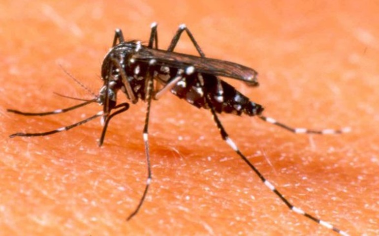 Saúde alerta para a prevenção da dengue