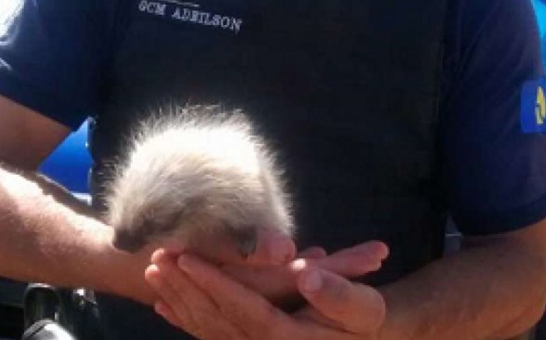 Filhote de ouriço é resgatado pela Guarda Civil Municipal de Botucatu
