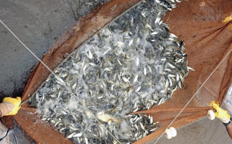Duke Energy solta 100 mil peixes no Rio Pardo