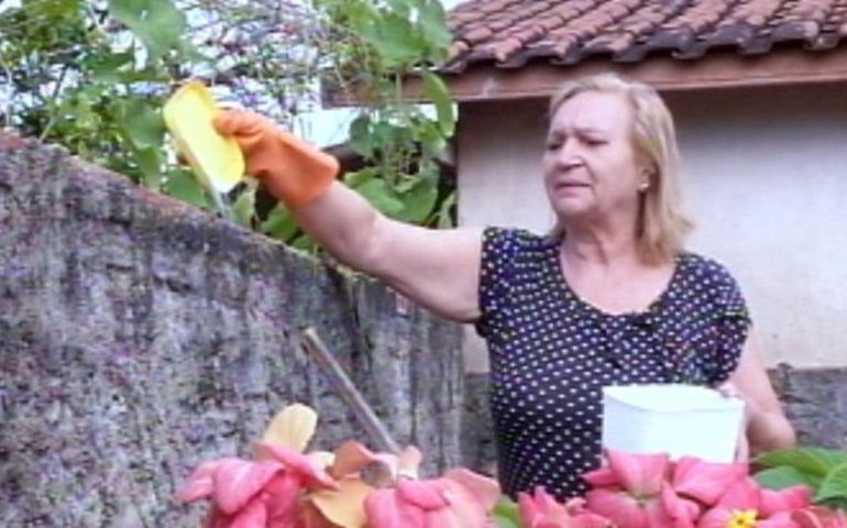 'Acho 100 caramujos ao dia', diz dona de casa sobre infestação em Avaré