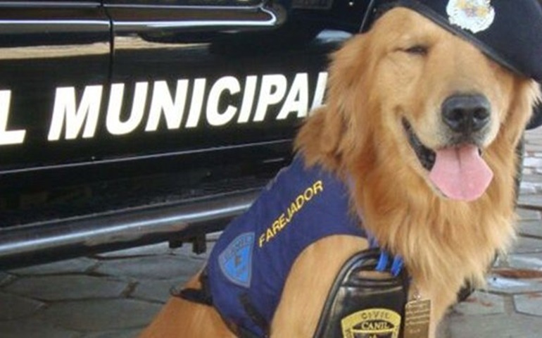 TATUÍ - Morre cão que ajudou a prender 1 mil pessoas: 'Perdi meu amigo', diz GCM