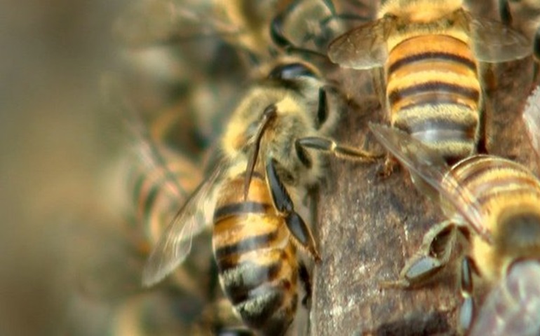 Pesquisadores criam soro para picada de abelhas