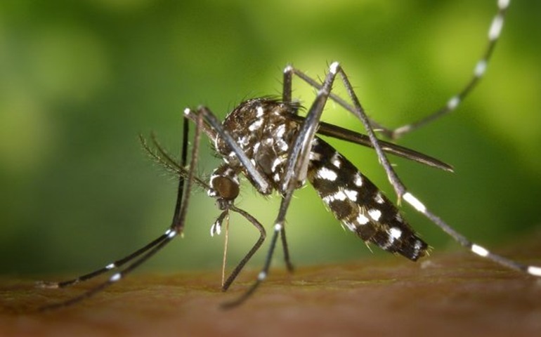 Biorepelente para pets protege contra picadas do mosquito Aedes aegypti