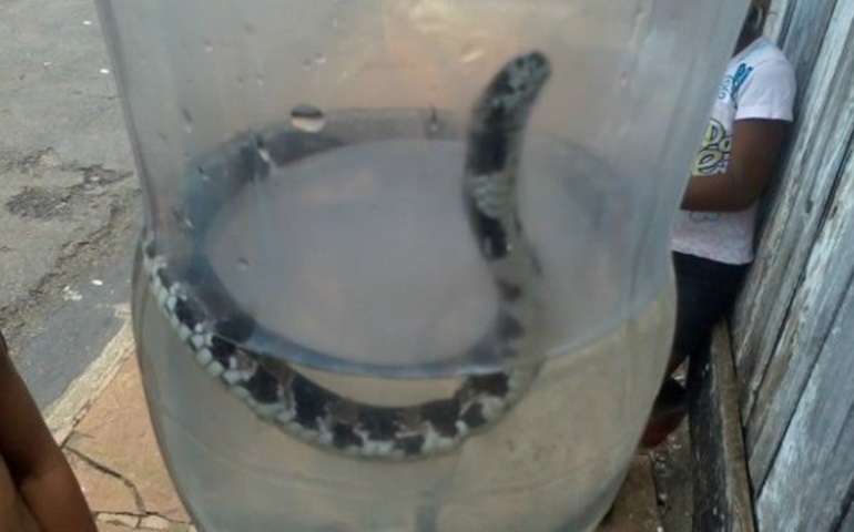 Criança de cinco anos encontra uma cobra em terreno baldio em Cerqueira Cesar.
