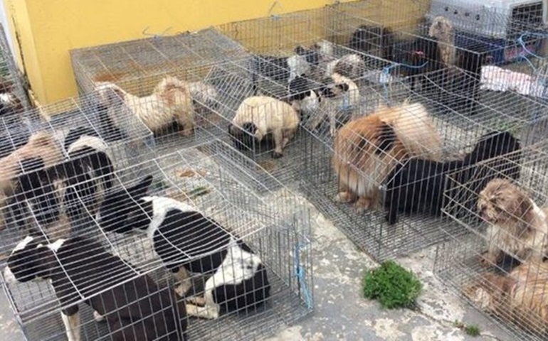 Canil clandestino em Itapetininga era usado como 'loja de cães', diz polícia