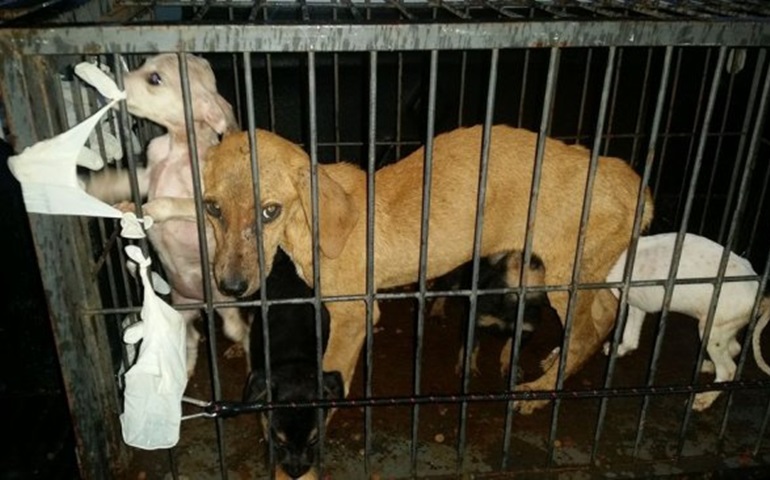 Cães com sinais de maus-tratos são resgatados de suposta ONG em Itapeva