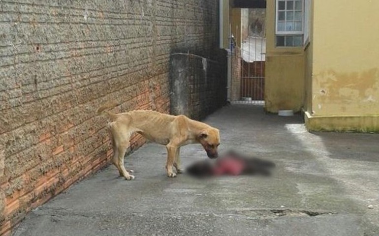 Cão preso em quintal de casa mata outro para se alimentar, diz PM
