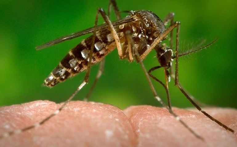 Secretaria da Saúde de SP lança pacote para combater zika e dengue