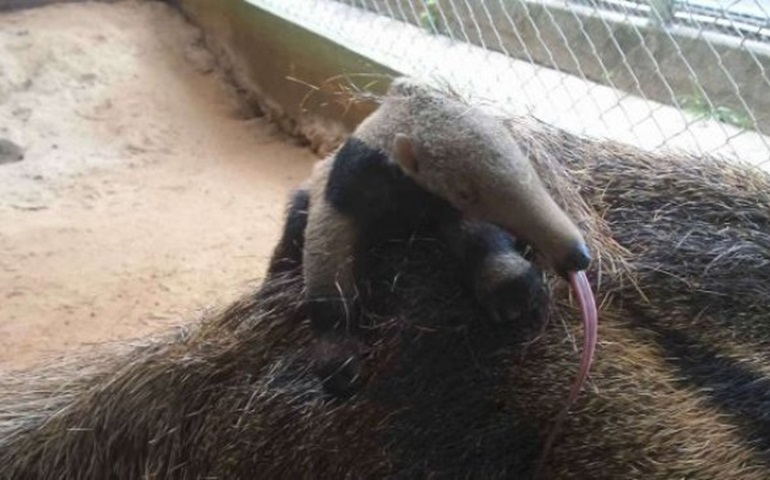 Espécie brasileira ameaçada de extinção reproduz no Zoo Bauru