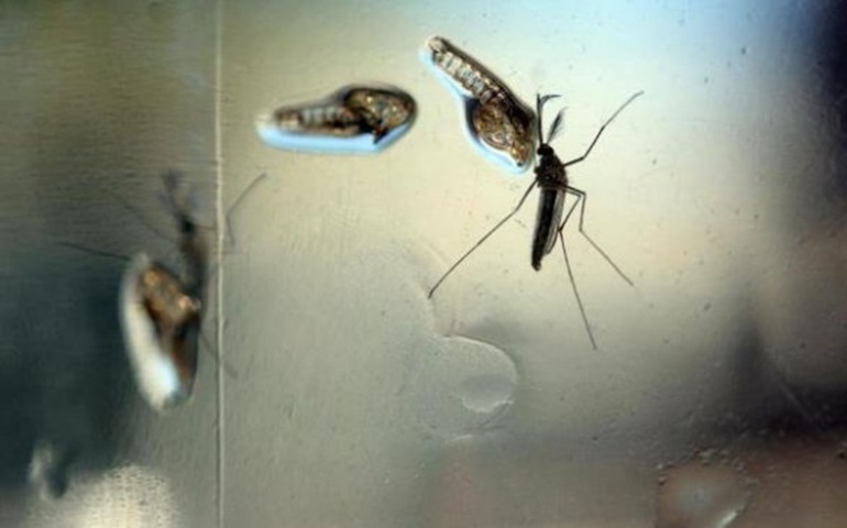Para OMS, programas de combate ao Aedes entraram em 'colapso'
